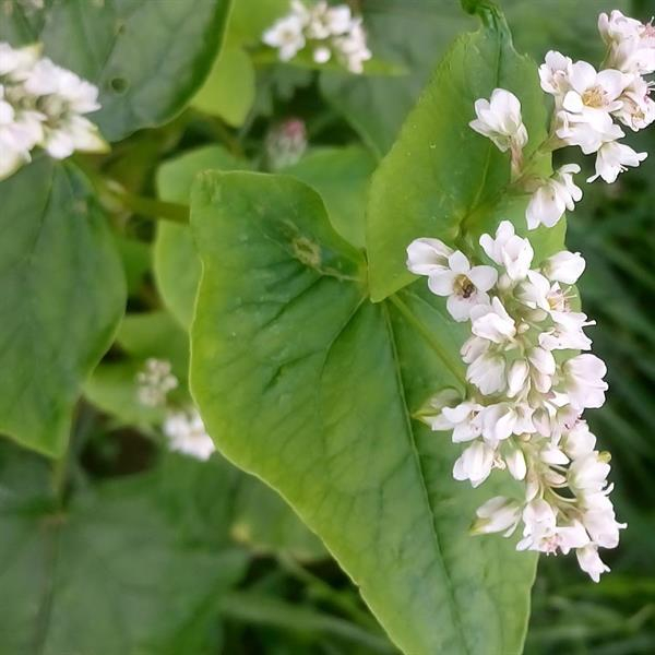 Buchweizen z. S. (großkörnig) (Fagopyrum esculentum) - 1 kg