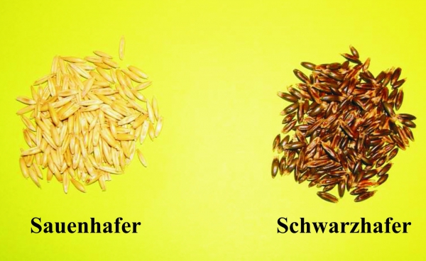 Hafer - Schwarzhafer  (Avena sativa) - 1 kg