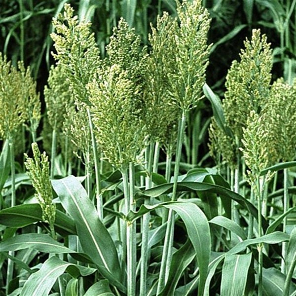 Hirse - Zuckerhirse (Sudangras) Piper - (Sorghum sudanese) - 1 kg
