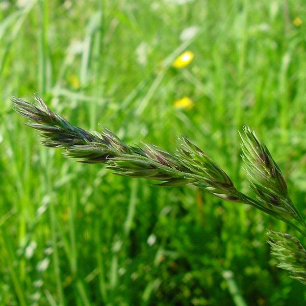 Gras - Knaulgras  (Dactylis glomerata) - 1 kg