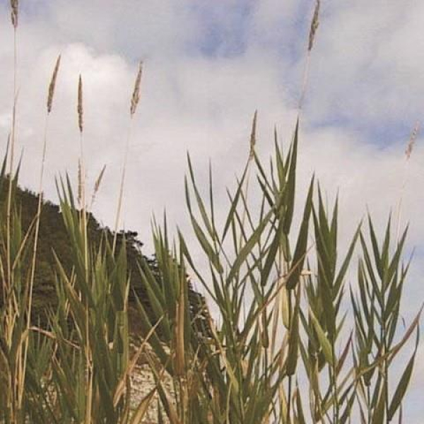 Gras - Rohrglanzgras  (Phalaris arundinacea) - 1 kg