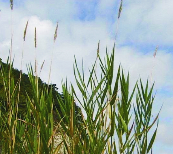 Gras - Rohrglanzgras  (Phalaris arundinacea) - 1 kg