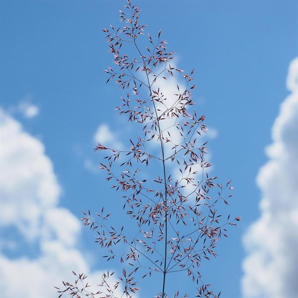 Gras - Rotes Straußgras (Agrostis capillaris)  - 1 kg