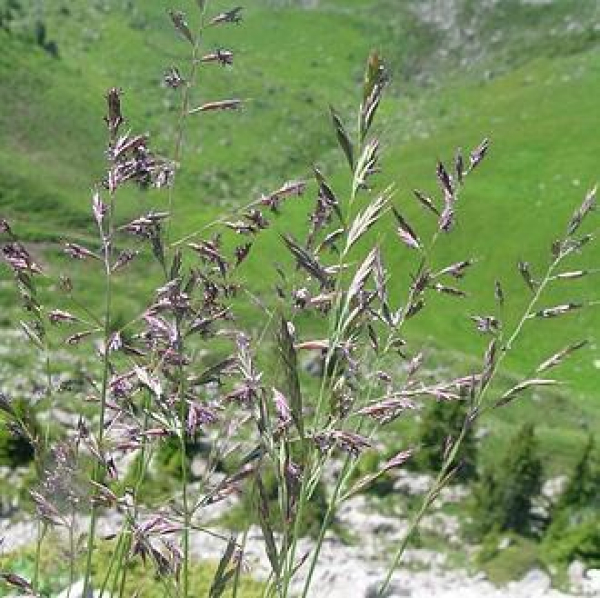 Gras - Rotschwingel  (Festuca rubra rubra) - 1 kg