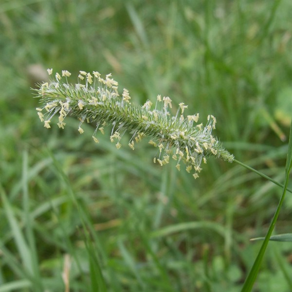 Gras - Wiesenlieschgras (Phleum pratense) - 1 kg