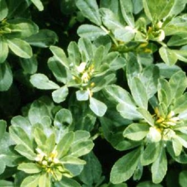 Klee - Bockshornklee z. S. (Trigonella foenum-graecum) - 1 kg