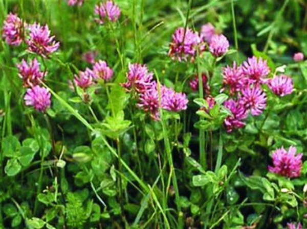 Klee - Rotklee Rozeta (diploid) (Trifolium pratense) - 1 kg