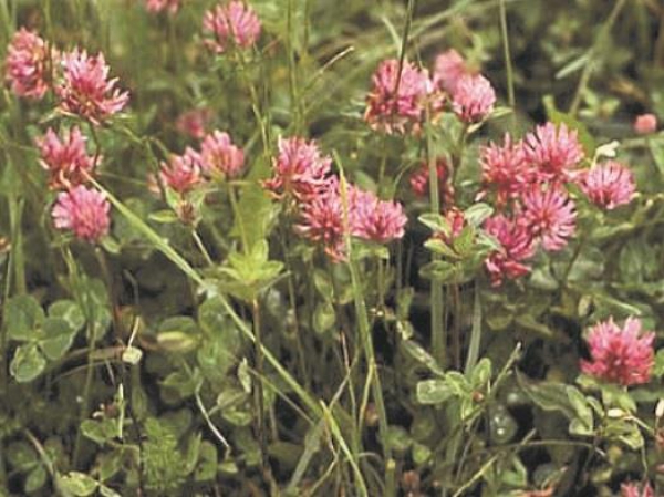 Klee - Rotklee Sigord (diploid) (Trifolium pratense) - 1 kg