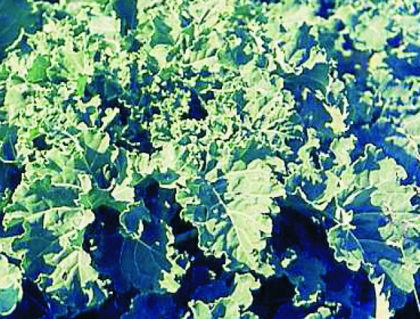 Kohl - Furchenkohl, Westfälischer (Brassica oleracea var. viridis)- 1 kg