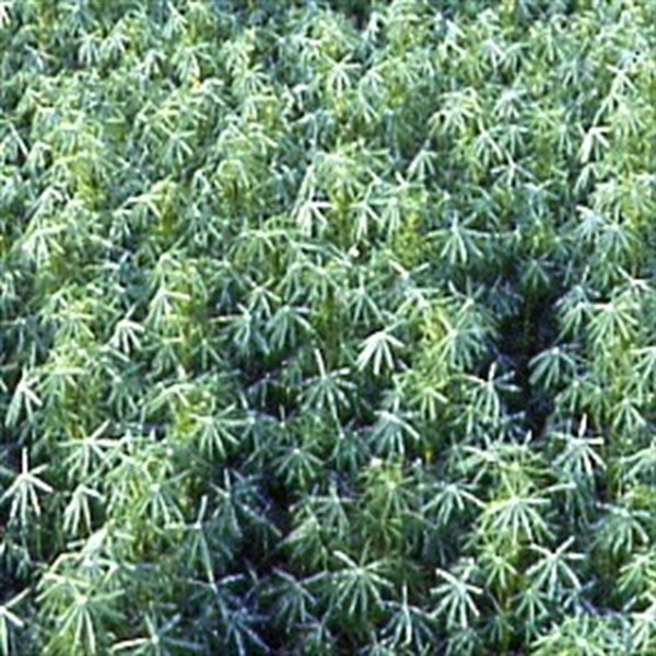 Lupine - Bitterlupine (Lupinus angustifolius) - 1 kg