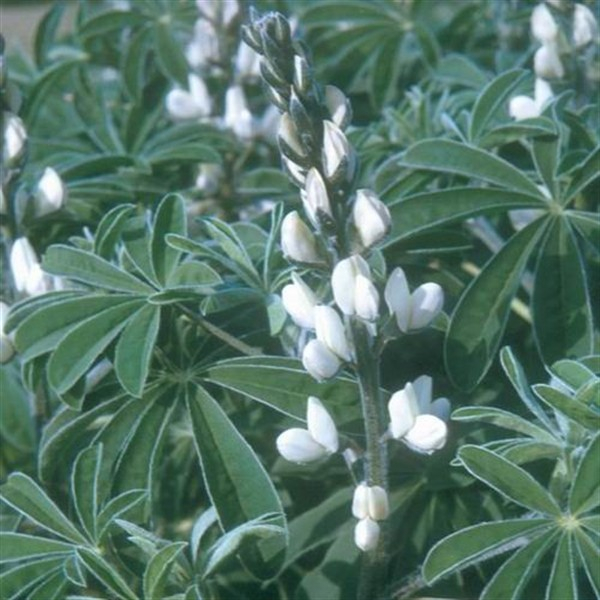 hastatum variegata Philodendron Silver Sword Variegata – Studio Plantes main image 0