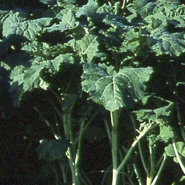 Raps - Futterraps Akela (Brassica napus oleifera) - 1 kg