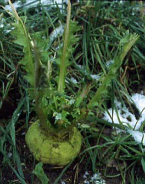 Rübe - Herbstrübe / Stoppelrübe (Brassica rapa var. rapa) - 1 kg