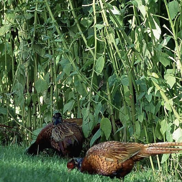 Topinambur Hegerstolz (Helianthus tuberosus) - Topinamburknollen - VPE 25 kg