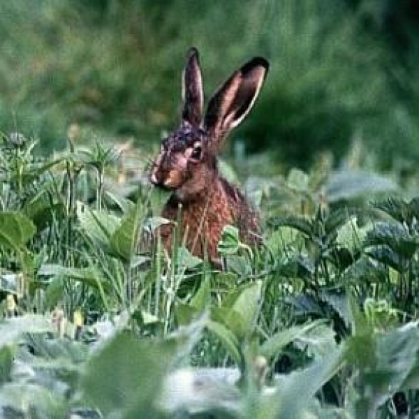 Topinambur Hegerstolz (Helianthus tuberosus) - Topinamburknollen - VPE 25 kg