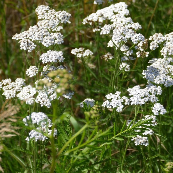 Schafgarbe (Achillea millefolium ) - 1  kg