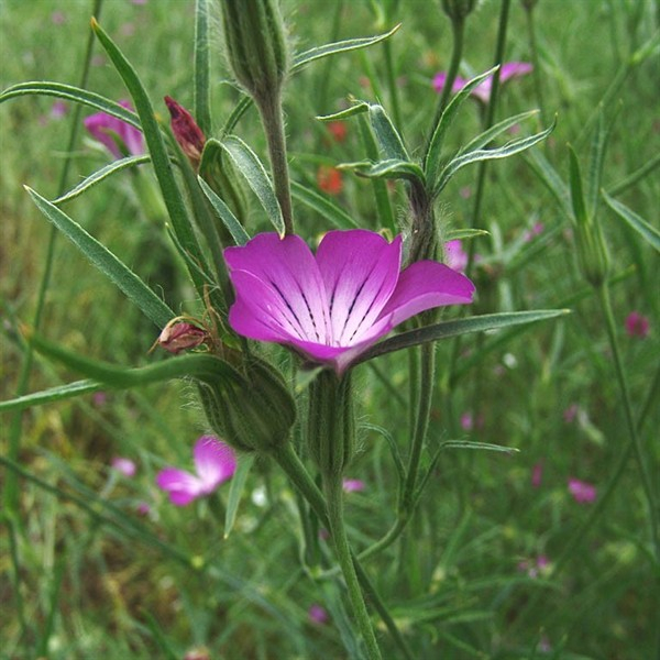 Kornrade (Agrostemma githago) - 100 g