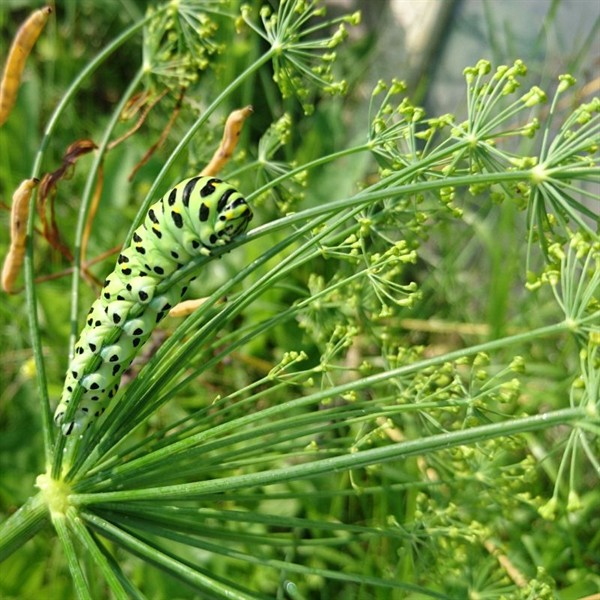 Dill, blattreich (Anethum graveol.var.hort.) - 1 kg