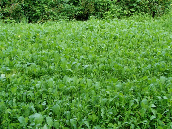 Flugwildmischung (10 kg)