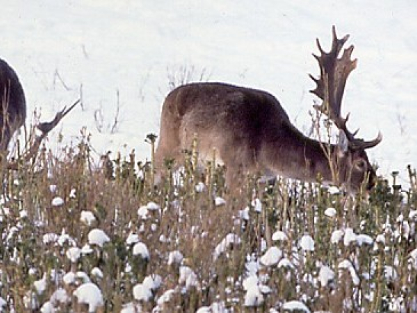 Hegemischung (10 kg)