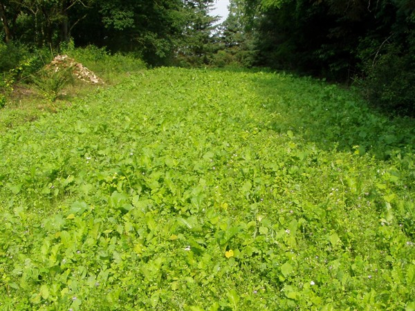 Hegemischung (10 kg)