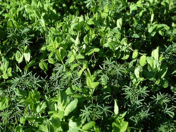 Kleeartengemenge (10 kg)