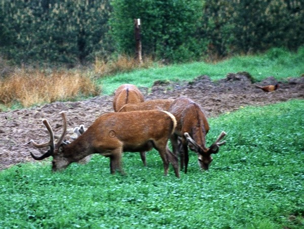 Kleeartengemenge (10 kg)