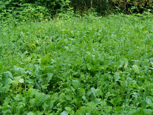 Pioniermischung (10 kg)
