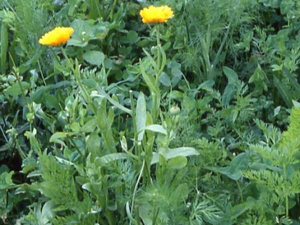 Reh- und Hasengartenmischung (10 kg)