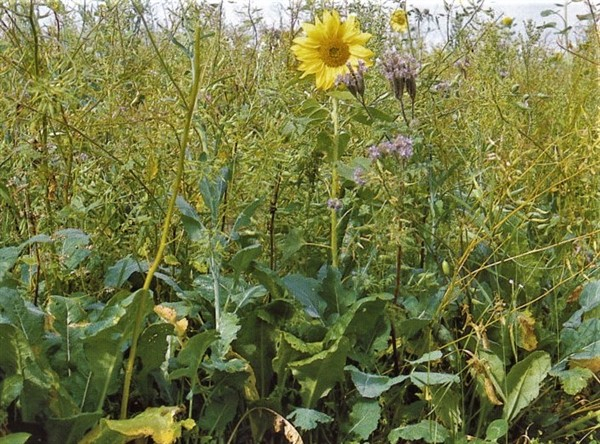 Standardmischung A für Niederwildäcker + Grünbrachen (10 kg)