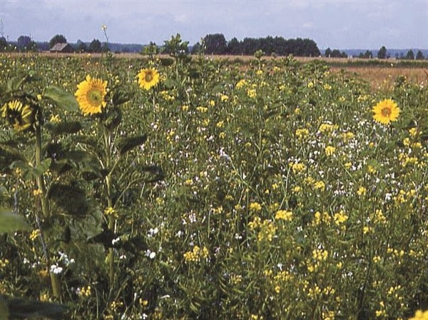 Standardmischung B "Blütenzauber"  (10 kg)