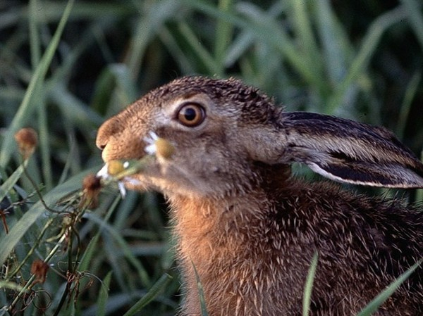 Wildapotheke (10 kg)