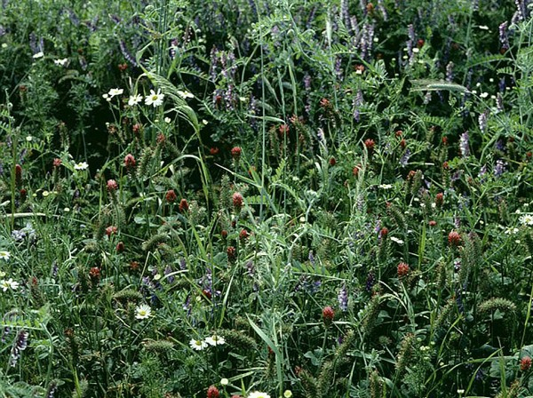 Wildapotheke (10 kg)