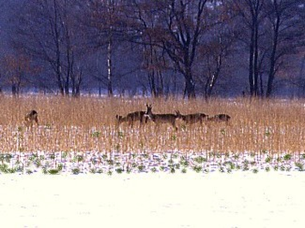 Zwischenfrucht-Grundmischung (10 kg)