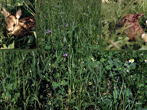 Dauer-Kräuterwiese (10 kg)