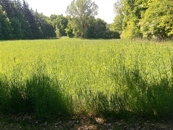 Dauer-Kräuterwiese (2 kg)