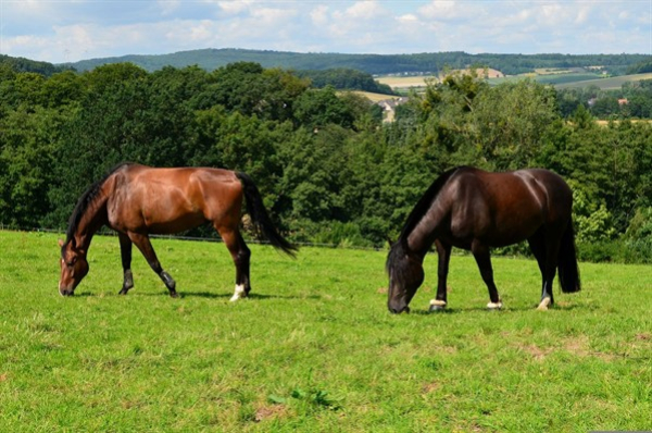 Pferdeweide-Nachsaat (10 kg)