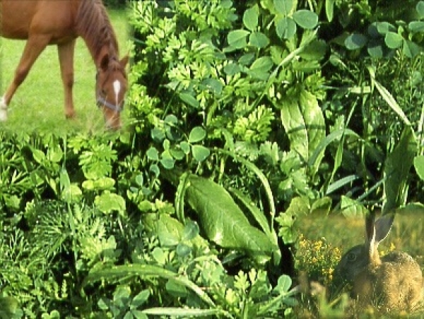 Kräutermenü - Beimischung für Pferdeweiden + Wildwiesen (500 g)