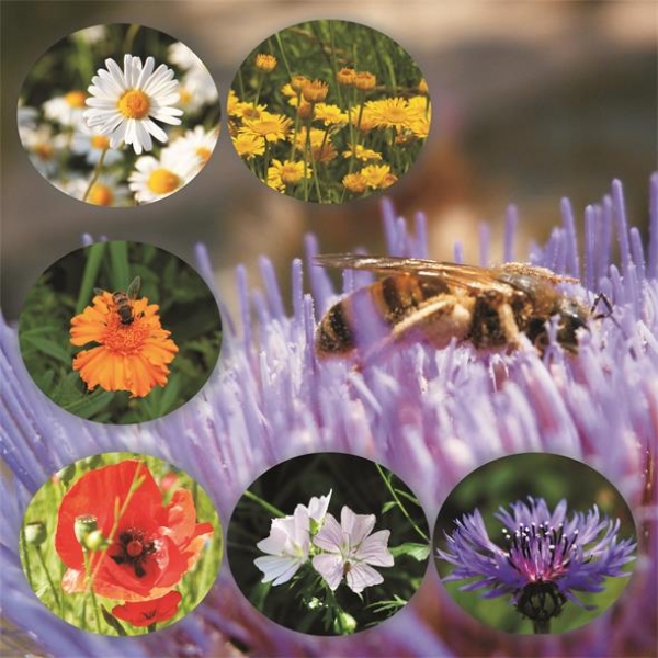 Bienenmischung für Garten und Feldflur - mit Wildblumen und Heilkräutern (100g)