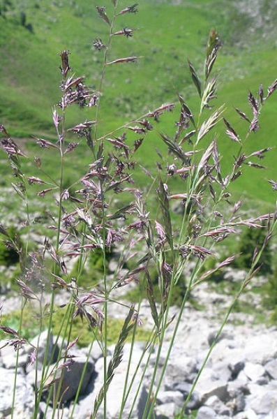 Gras - Rotschwingel  (Festuca rubra rubra) - 1 kg
