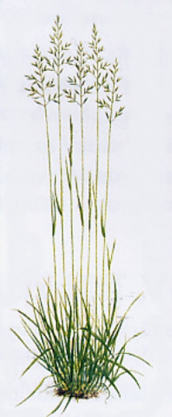 Gras - Wiesenschwingel (Festuca pratensis) - 1 kg