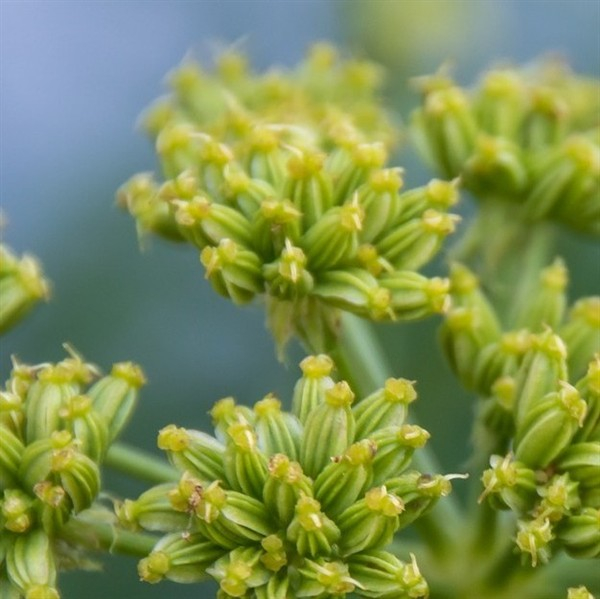 Liebstöckel (Levisticum officinale ) - 100 g