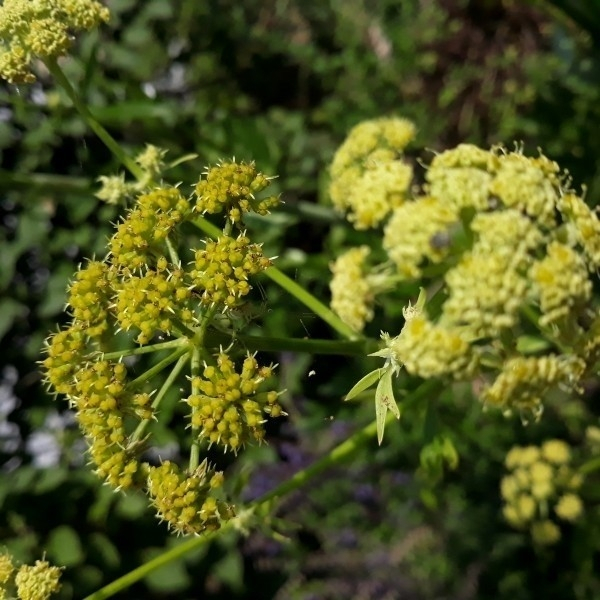Liebstöckel (Levisticum officinale ) - 100 g