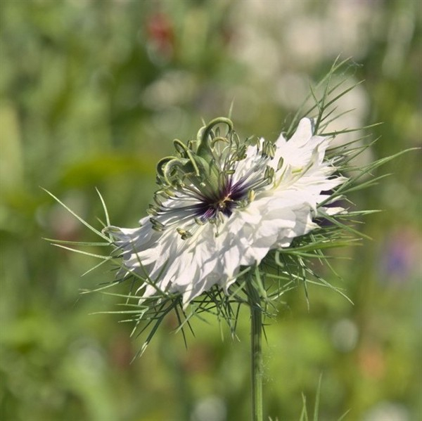 Schwarzkümmel (Nigella sativa ) - 100 g
