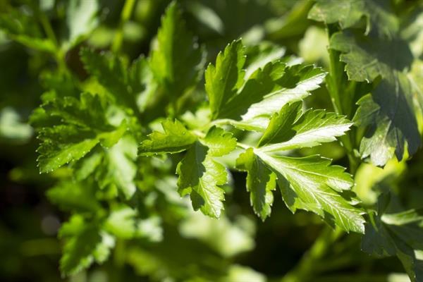 Wildacker://Saatgut Samen- Shop Topinambur Wildblumensaat ...