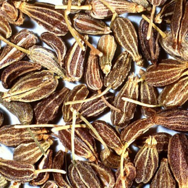 Anis (Pimpinella anisum)  - 100 g