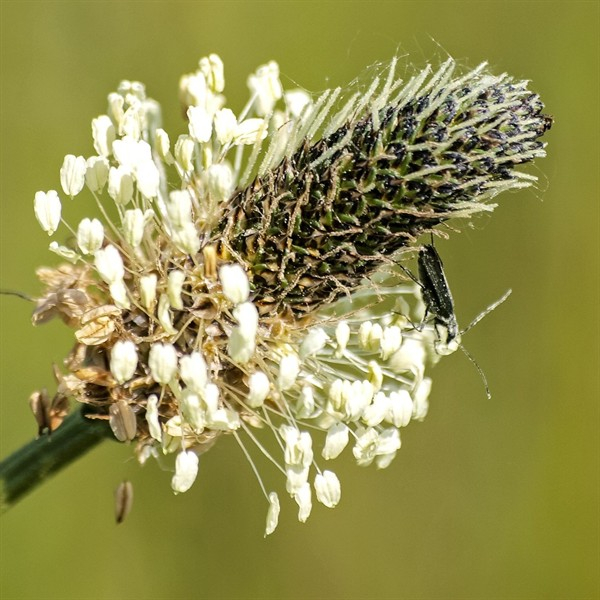Spitzwegerich (Plantago lanceolata) - 1 kg