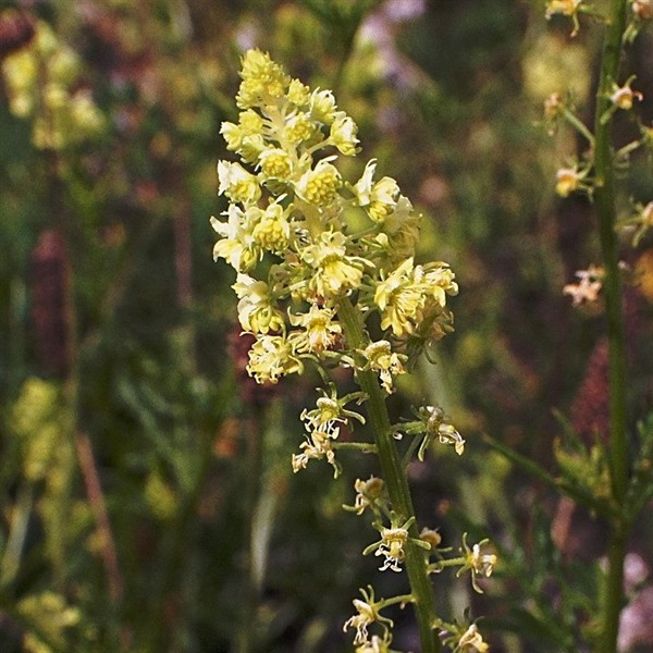 Färber-Wau, Färberresede (Reseda luteola) - 50g