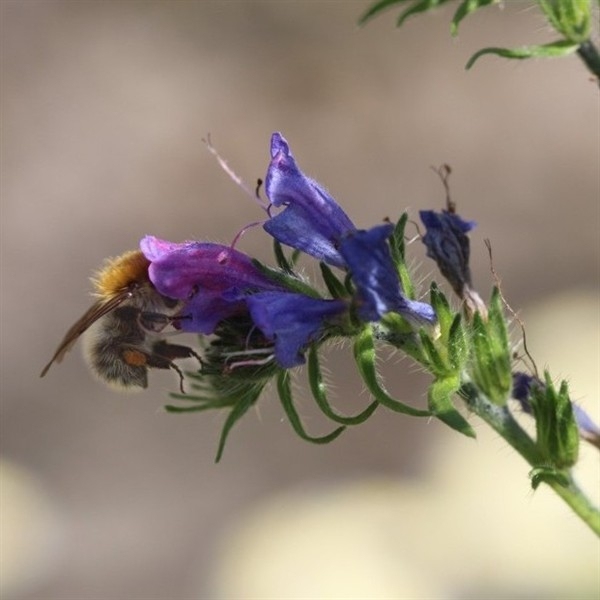 Salbei - Wiesensalbei (Salvia pratensis ) - 100 g