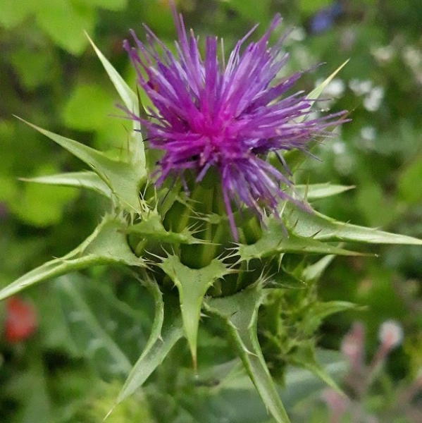 Mariendistel (Silybum marianum) - 1 kg